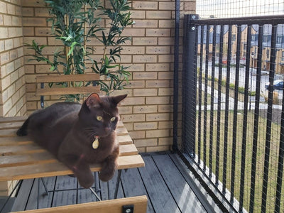 Apprendre à propos des clôtures pour chats