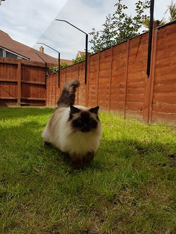 Apprendre à propos des clôtures pour chats