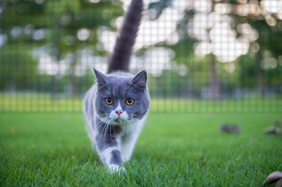 4 solutions de clôture pour chat pour votre jardin – Cat-Proof